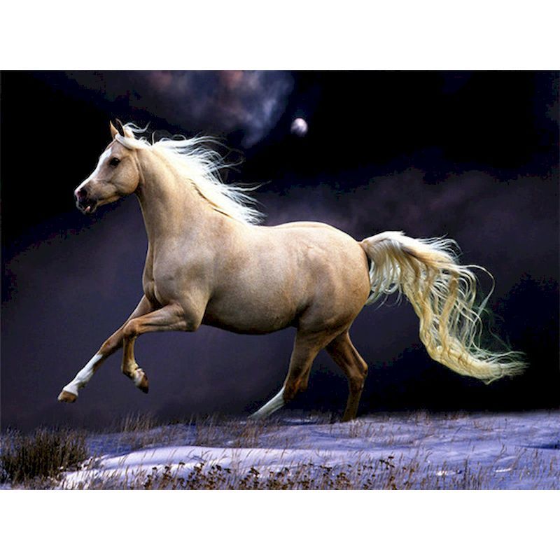 Frameless Oil Painting Flower Landscape Character Animal Photo Decoration